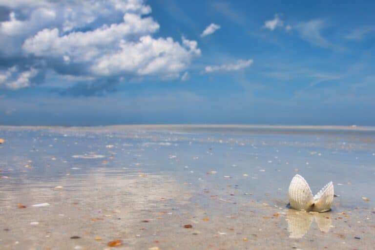 Enjoy, the sun, the beach, and collecting seashells on Anastasia Island.