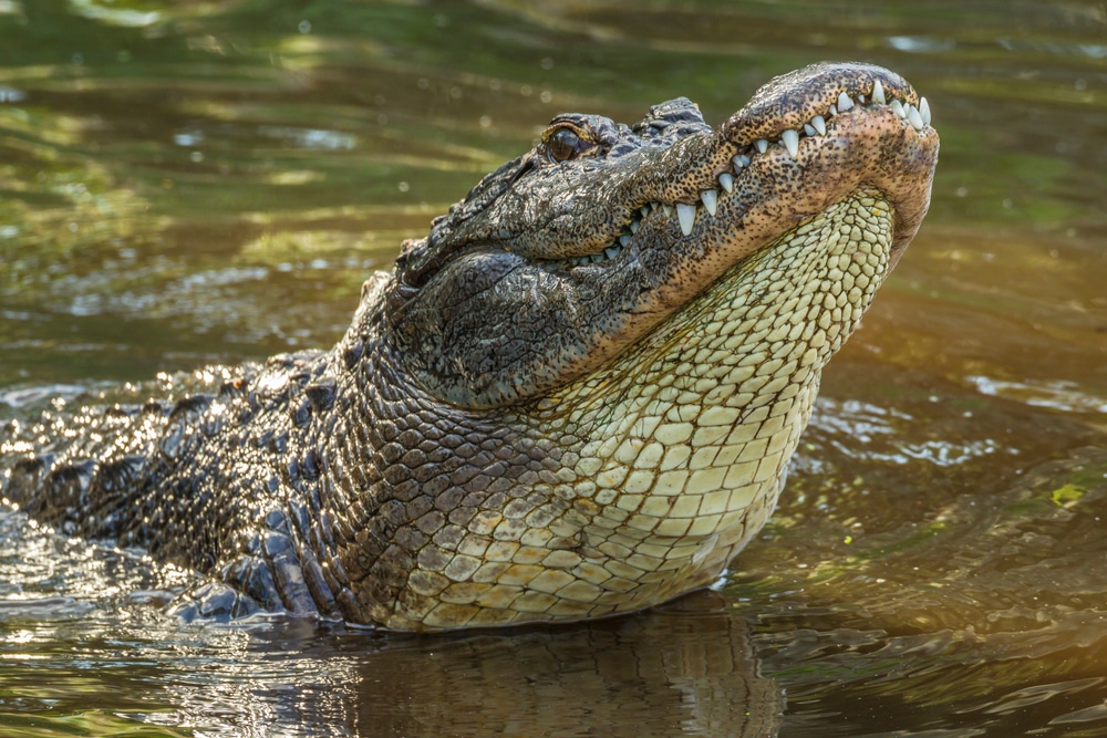 Alligator at the St. Augustine Alligator Farm on Anastasia Island, Florida